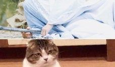 娱乐吃瓜小猫咪微博,揭秘娱乐圈幕后故事